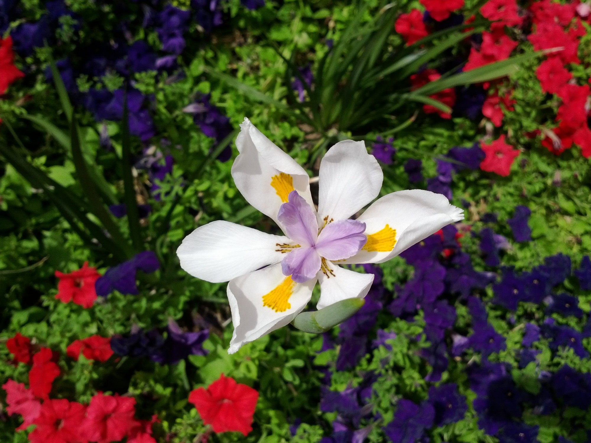 fortnight lily among petunias