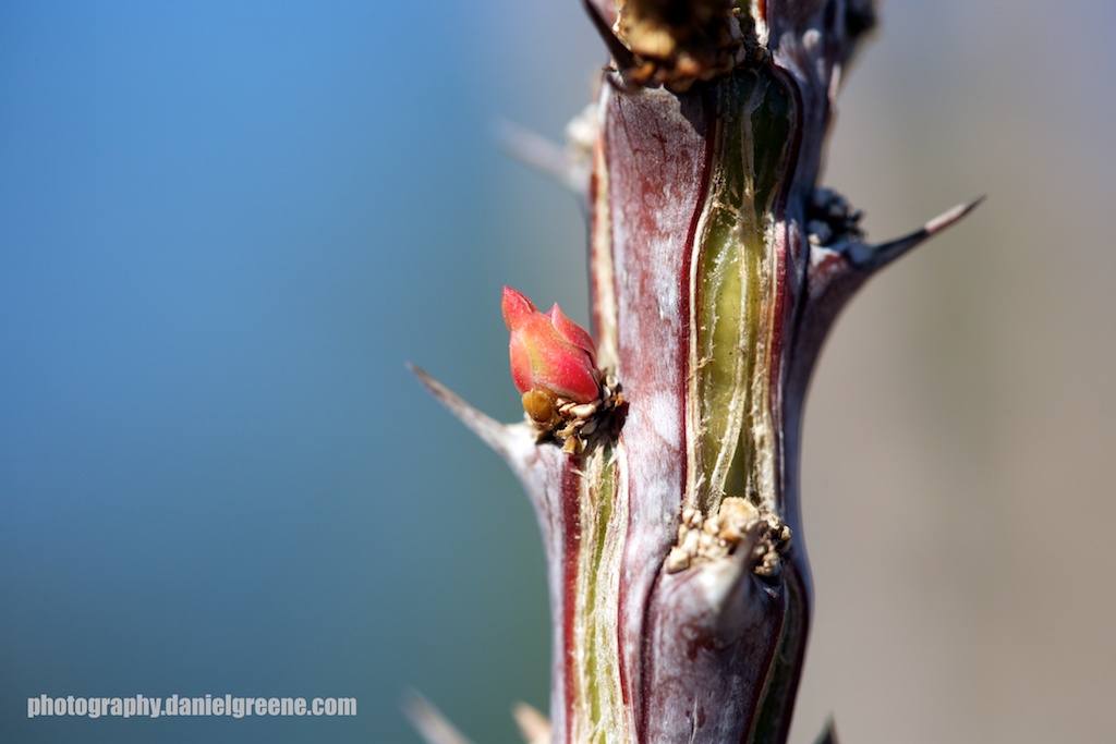 Caught this little baby with my camera today just as it was peeking its head through the stalk of our ocotillo.