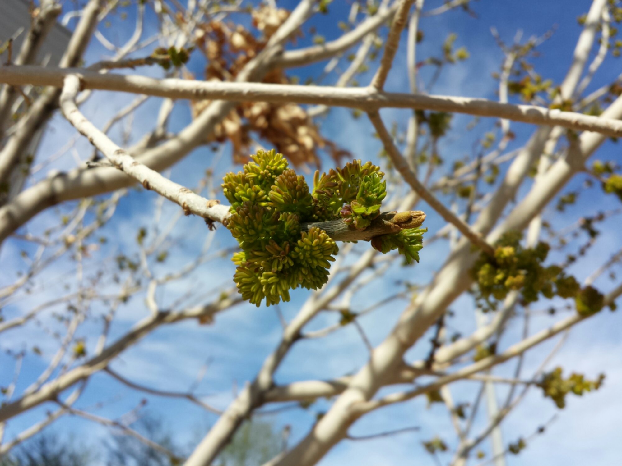 First buds I saw on a tree in Phoenix this spring