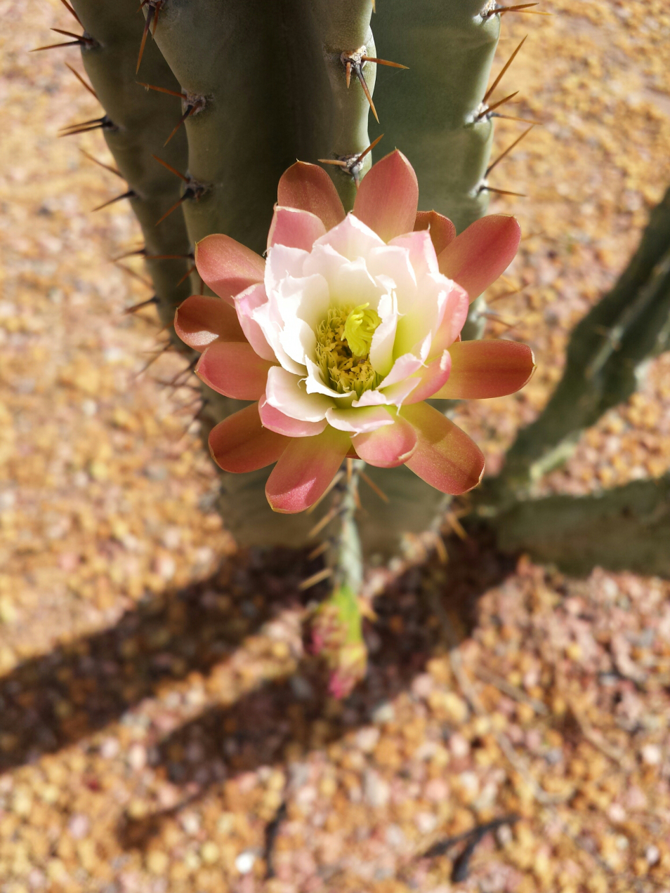 pipe-organ-cactus-bloom
