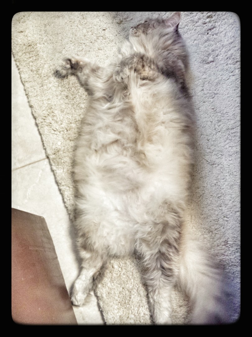 Callie trusts me with her fleecy belly