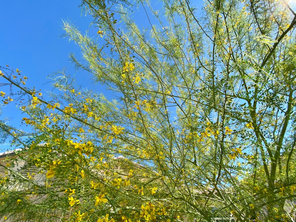 Our paloverde in&nbsp;bloom